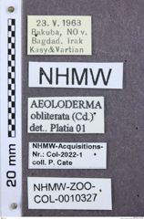 Etikette zu Aeoloderma obliterata (NHMW-ZOO-COL-0010327)